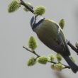 Mésange bleue aspirant le nectar des fleurs du Saule marsault